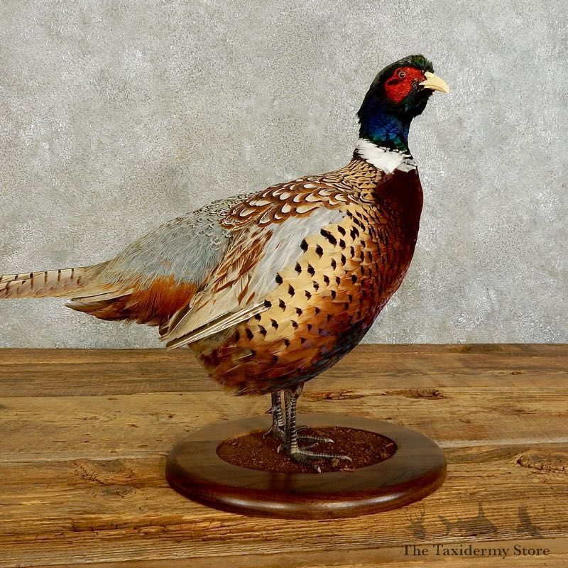 Ringneck Pheasant Bird Mount For Sale #17548 @ The Taxidermy Store