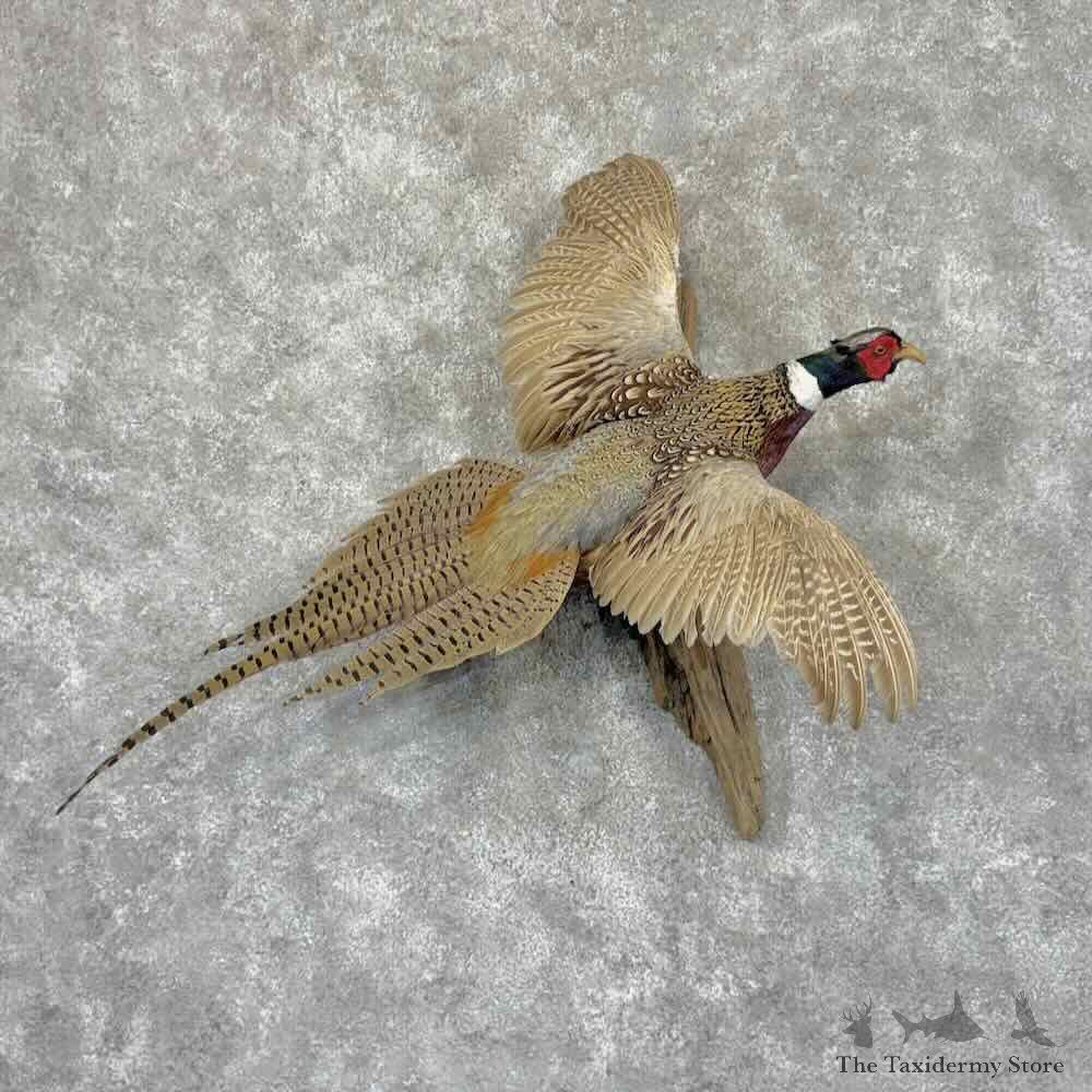 Ringneck Pheasant Bird Mount For Sale #31951 @ The Taxidermy Store