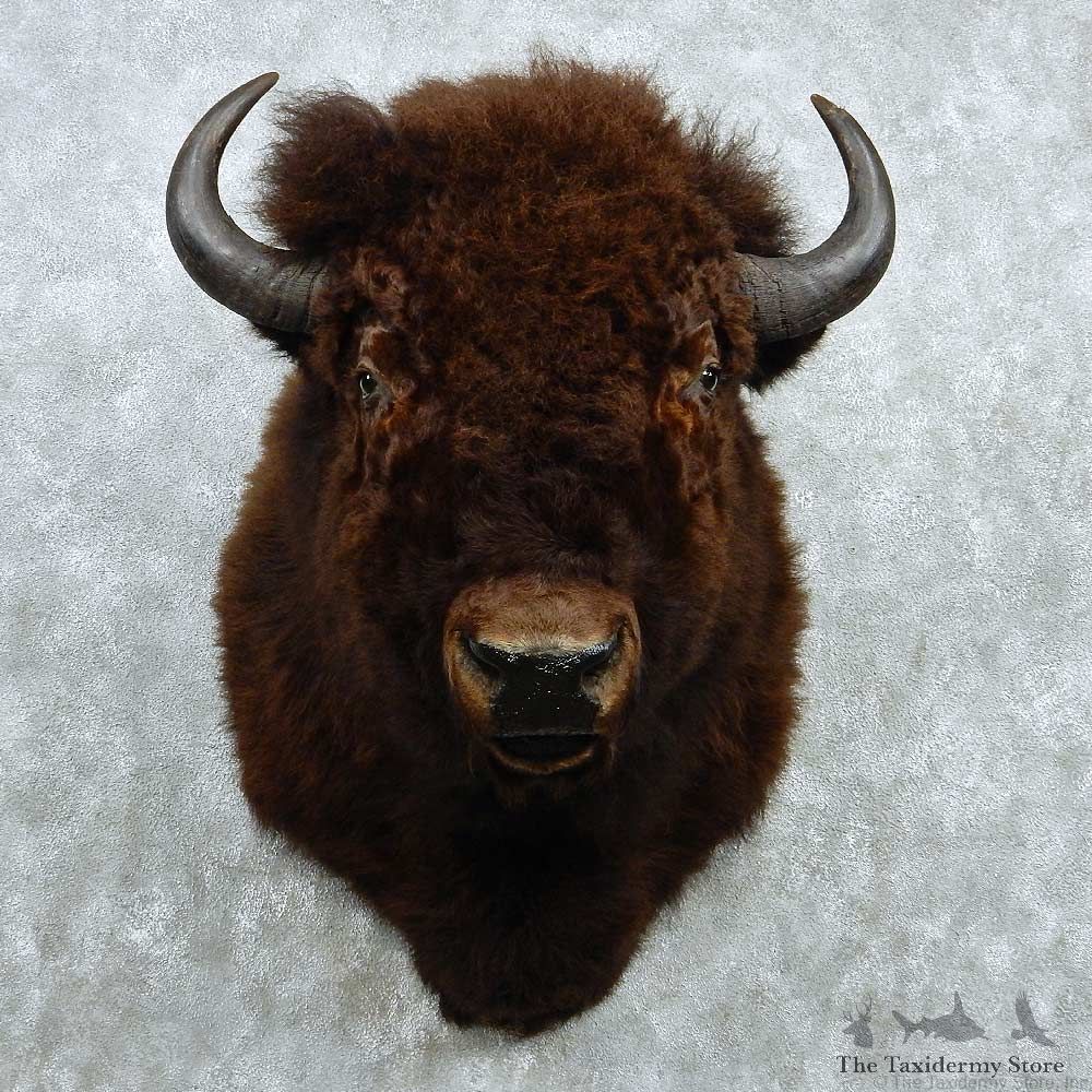 Buffalo Shoulder Taxidermy Mount #13217 For Sale @ The Taxidermy Store