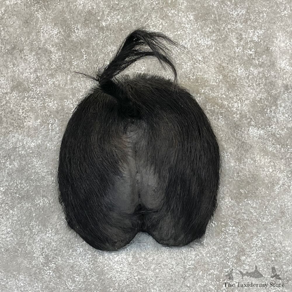 Wild Boar Rump Mount For Sale #28310 @ The Taxidermy Store