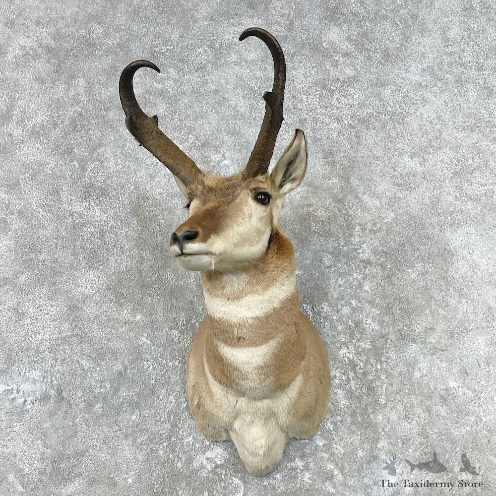 Pronghorn Taxidermy Shoulder Mount For Sale #26803 @ The Taxidermy Store