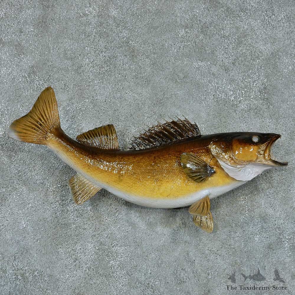 Walleye Pike Taxidermy Fish Mount #13404 For Sale @ The Taxidermy Store