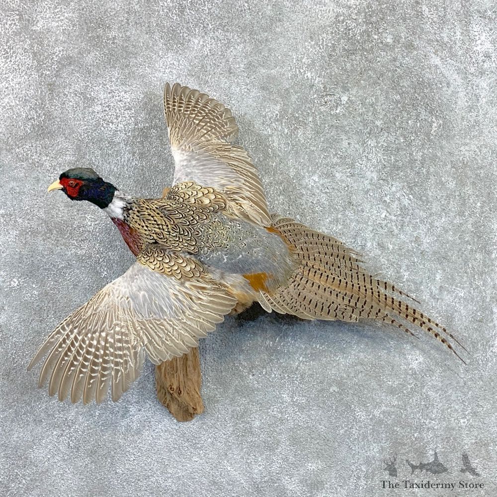 Ringneck Pheasant Bird Mount For Sale #22560 @ The Taxidermy Store