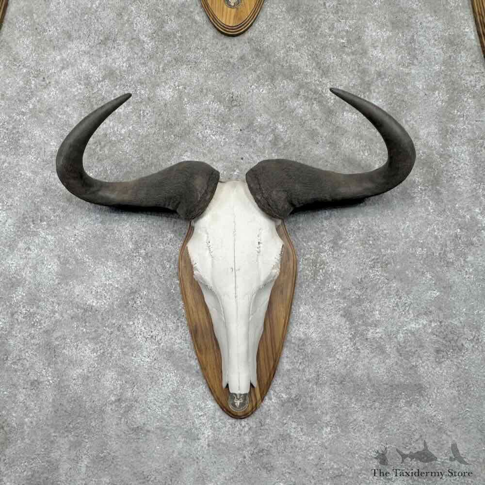 African Safari 6 Plaque Match Set Skulls and Horns For Sale #31656 @ The Taxidermy Store