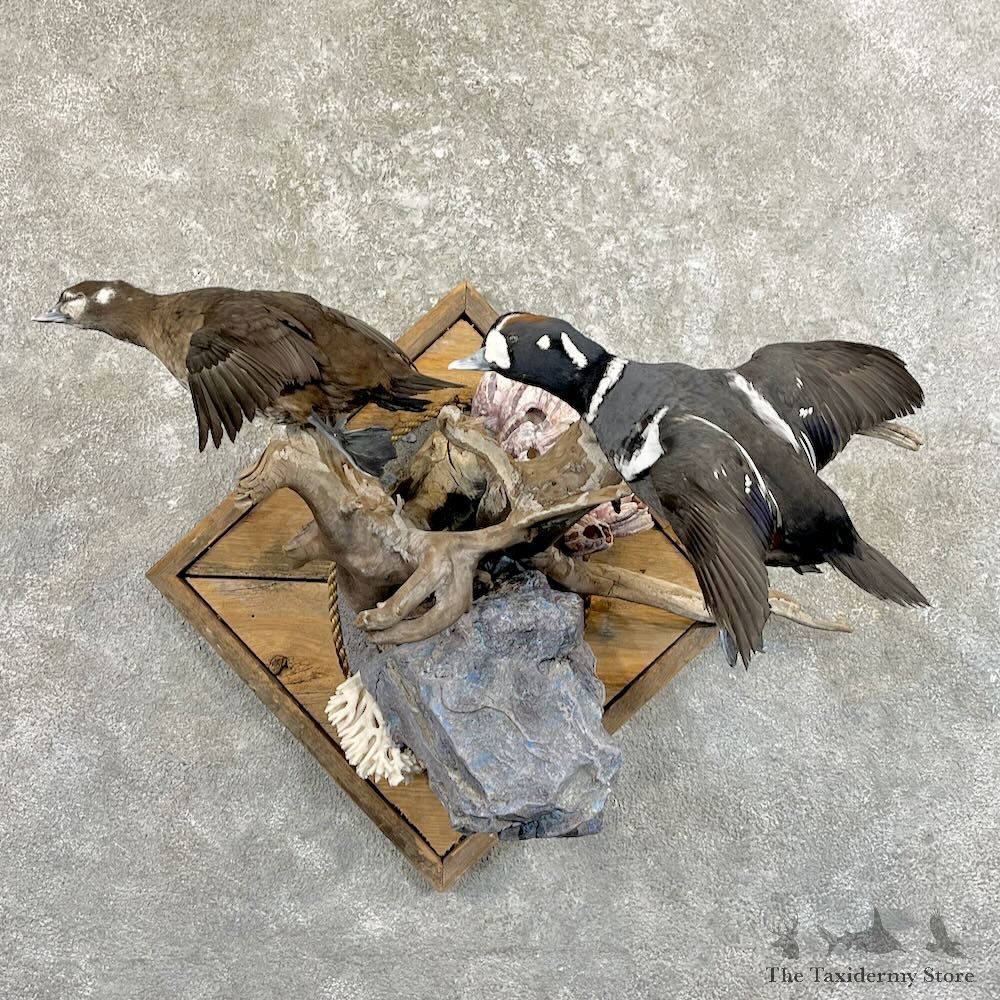 Harlequin Duck Pair Bird Mount For Sale #27767 @ The Taxidermy Store