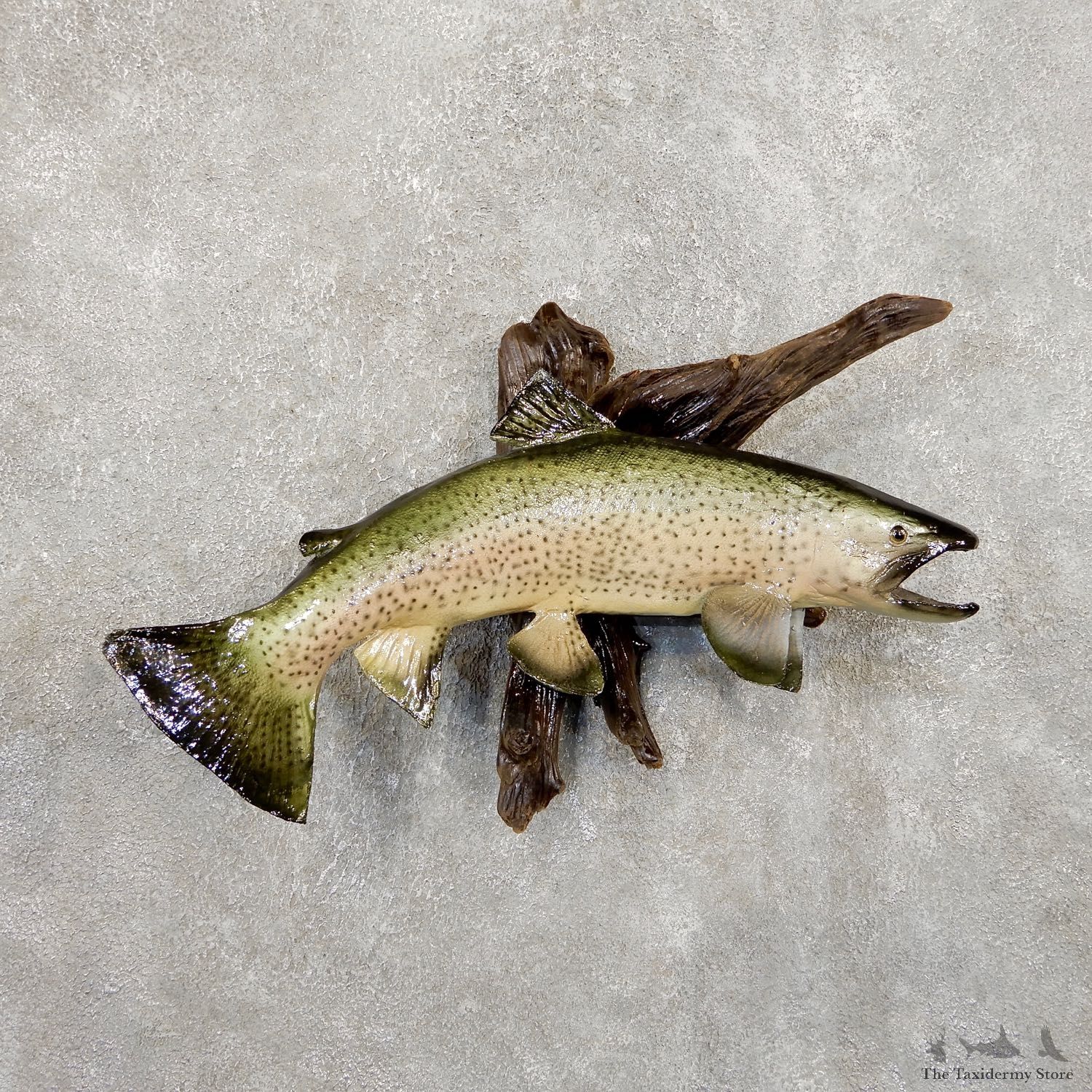Rainbow Trout Fish Mount For Sale #19861 @ The Taxidermy Store