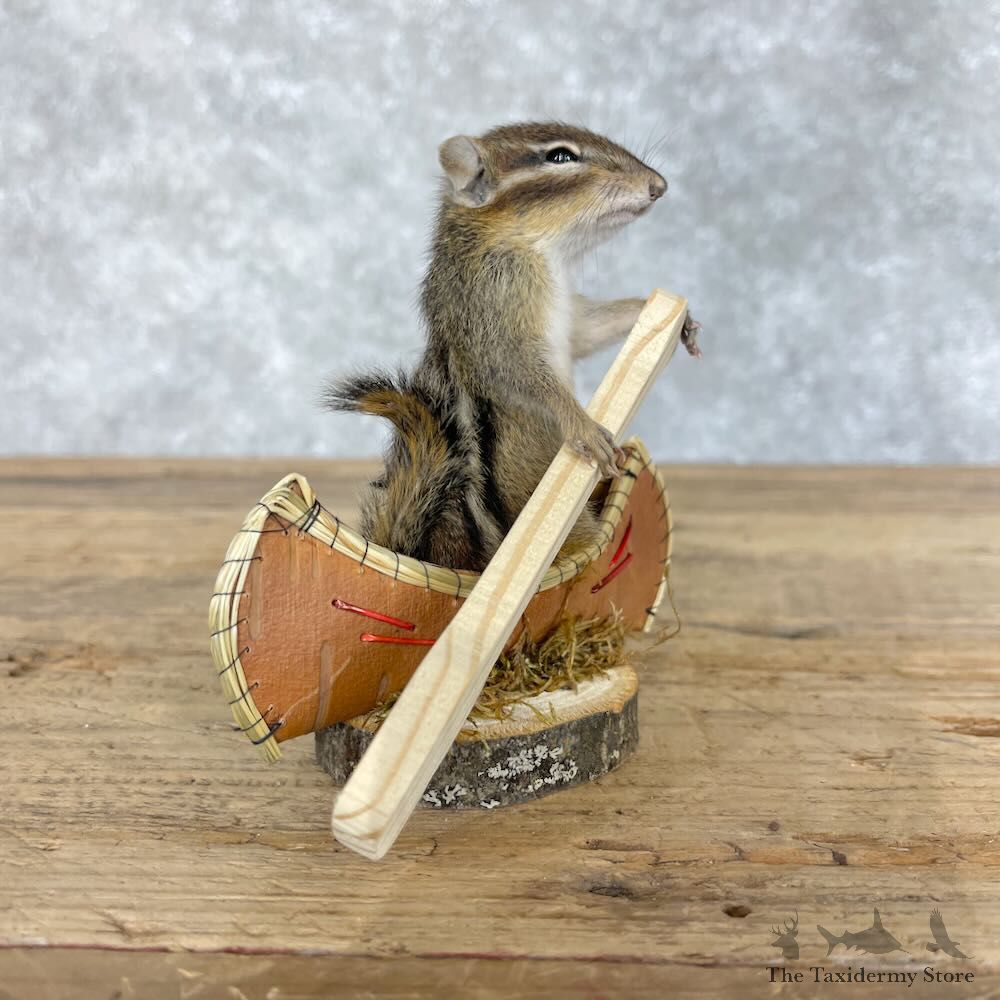 Novelty Chipmunk Mount For Sale #28643 - The Taxidermy Store