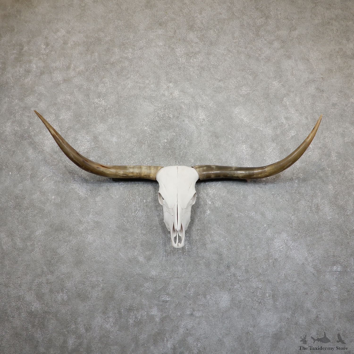 Longhorn Steer Skull European Mount For Sale #19529 @ The Taxidermy Store