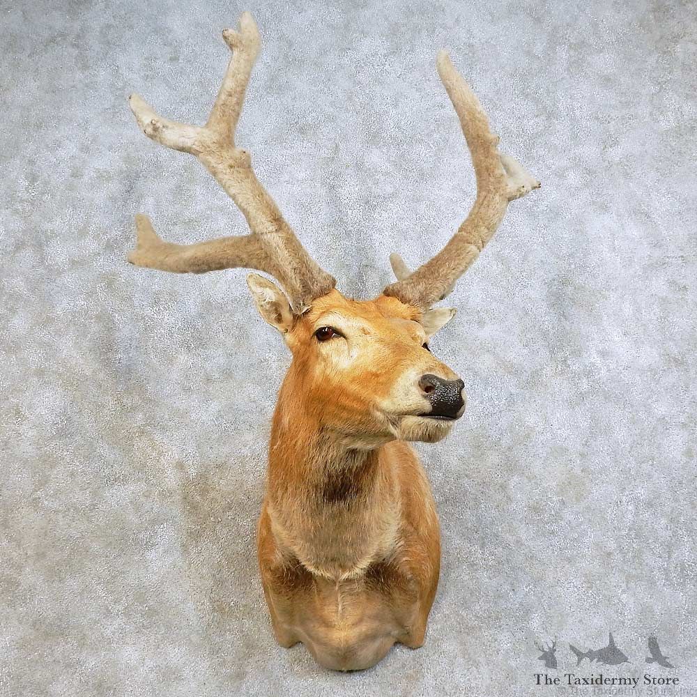Pere David Deer Shoulder Mount For Sale #15876 @ The Taxidermy Store