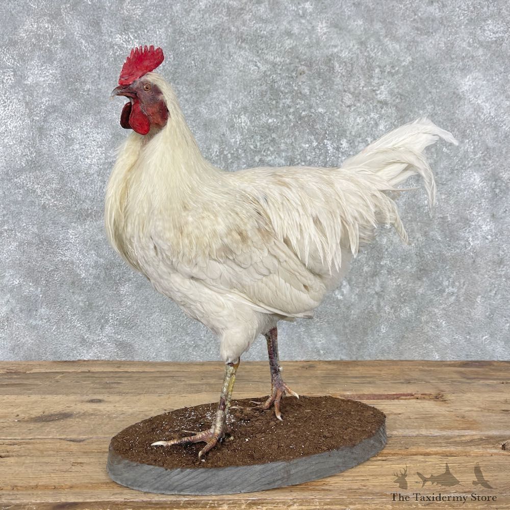 Domestic Chicken Rooster Bird Mount For Sale #26002 @ The Taxidermy Store