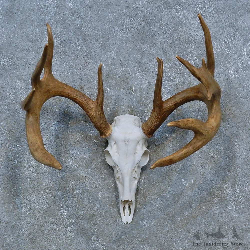 Whitetail Deer Skull Antler European Mount For Sale #15316 @ The Taxidermy Store