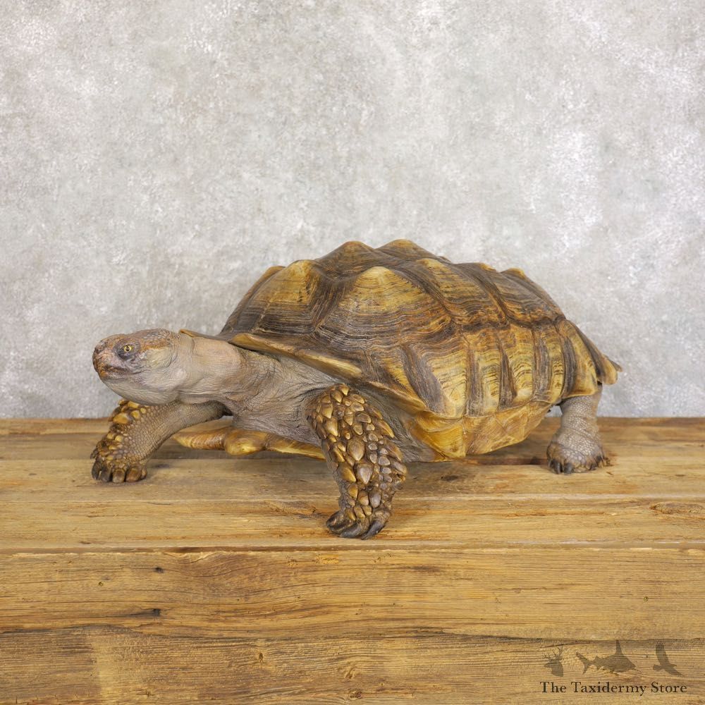African Spurred Tortoise Taxidermy Mount For Sale - #22222