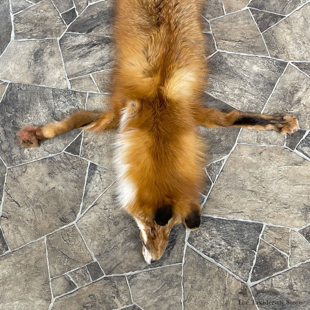 Red Fox Tanned Hide For Sale #27879 @ The Taxidermy Store