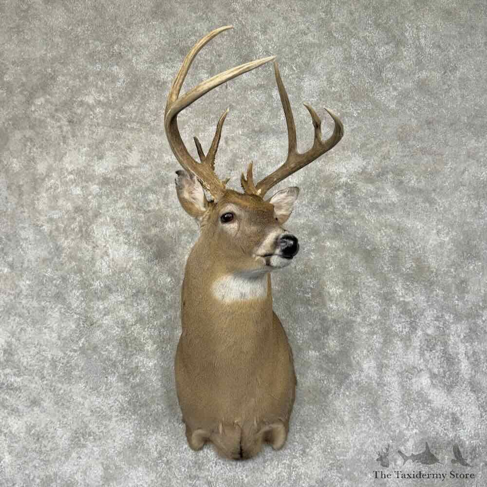 Whitetail Deer Shoulder Mount For Sale #31926 @ The Taxidermy Store