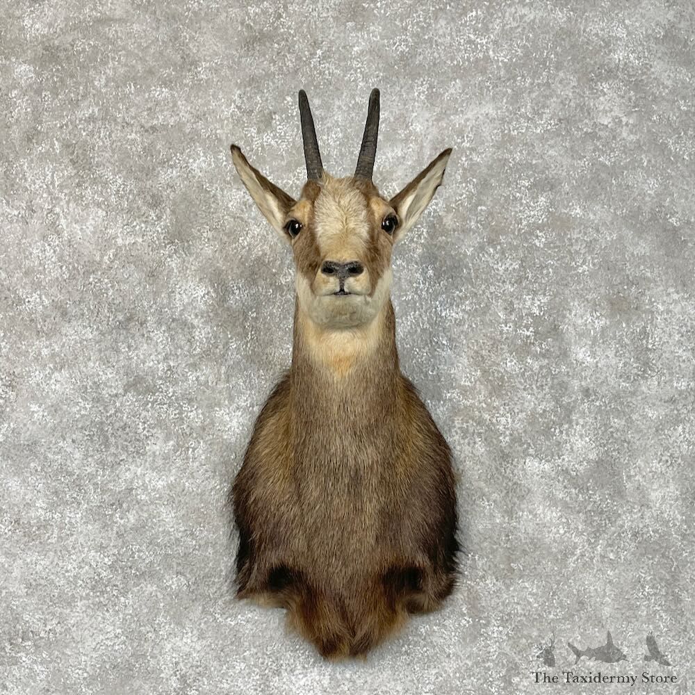 South Pacific Chamois Shoulder Mount For Sale #28335 @ The Taxidermy Store