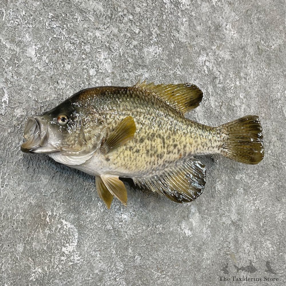 White Crappie Taxidermy Fish Mount #26135 For Sale @ The Taxidermy Store