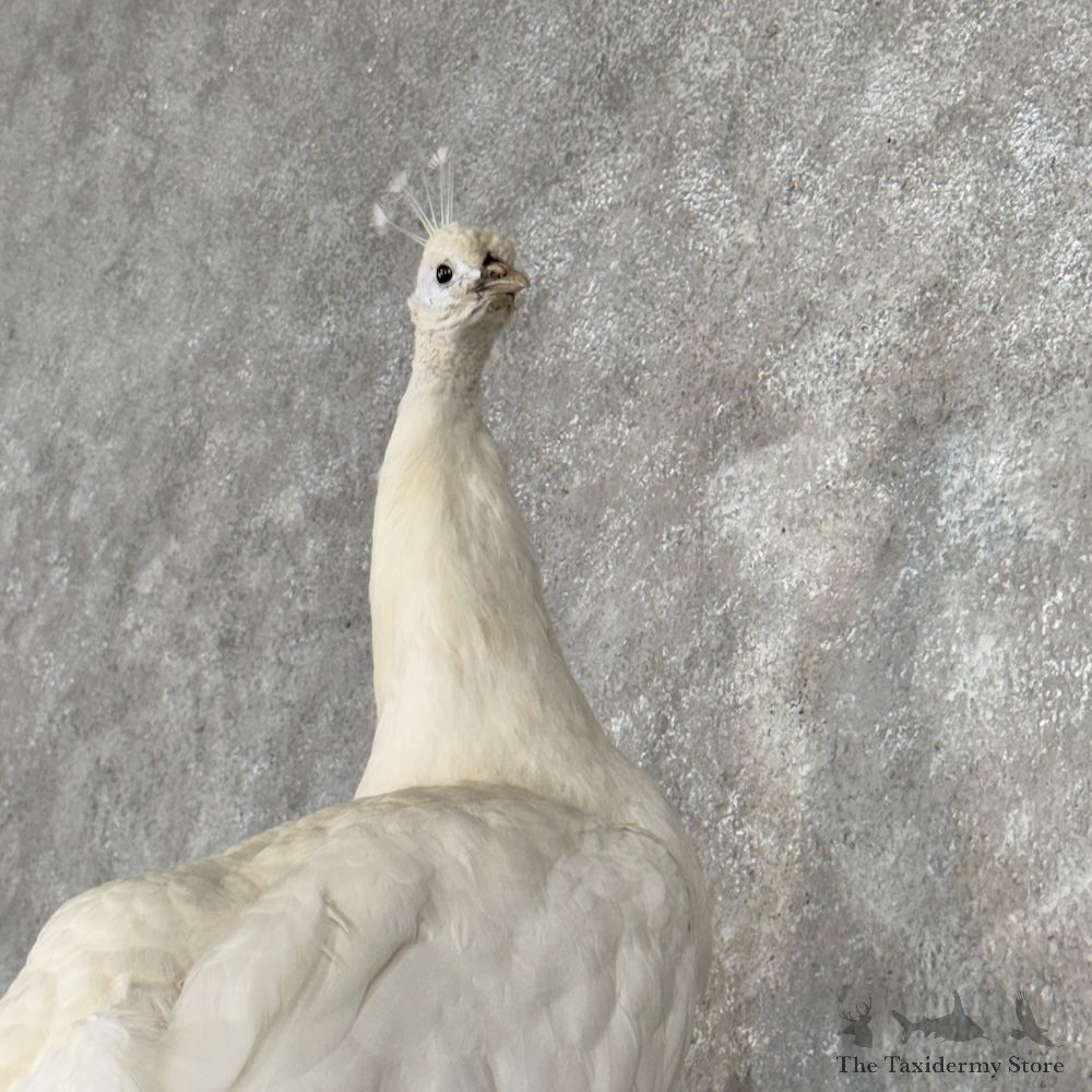 White Peacock Bird Mount For Sale #30047 @ The Taxidermy Store