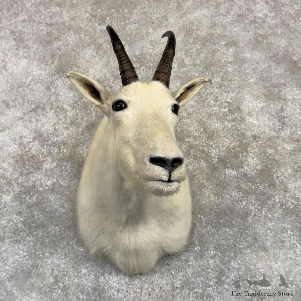 Mountain Goat Shoulder Mount For Sale #30004 @ The Taxidermy Store