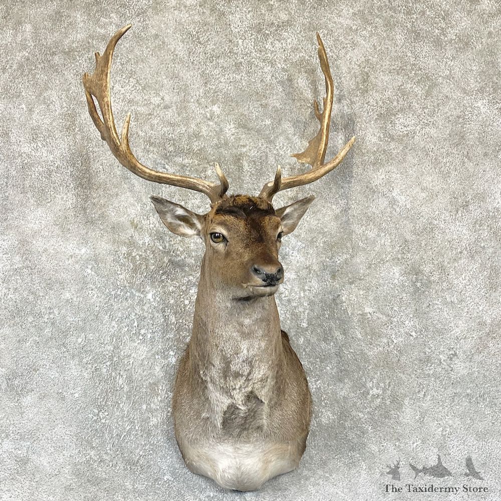 Chocolate Fallow Deer Shoulder Mount For Sale #26319 @ The Taxidermy Store