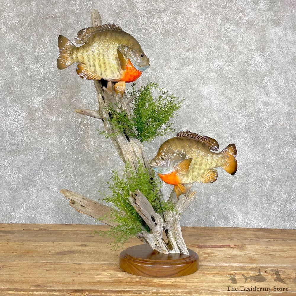Bluegill Pair Taxidermy Fish Mount #24689 For Sale @ The Taxidermy Store