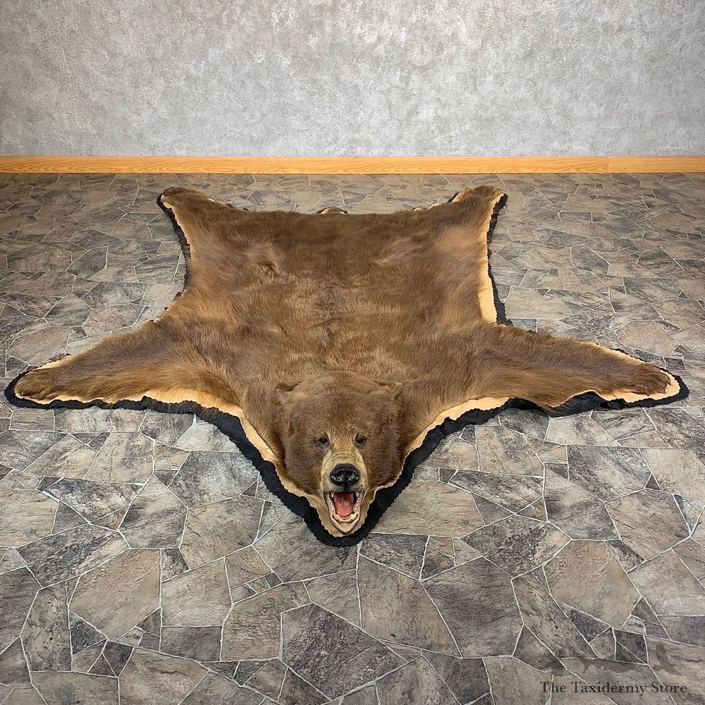 Cinnamon Black Bear Full-Size Rug For Sale #21171 @ The Taxidermy Store