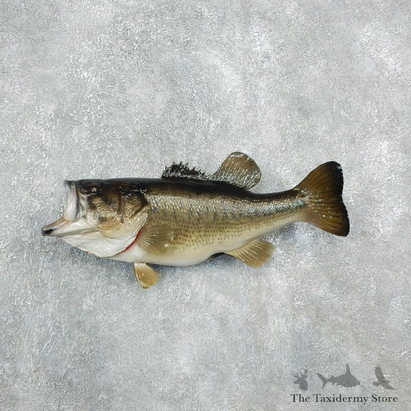 Largemouth Bass Fish Mount For Sale #17946 @ The Taxidermy Store