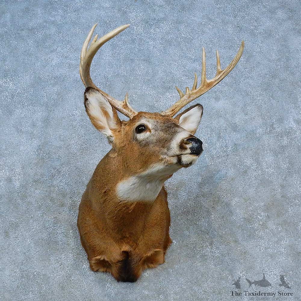 Whitetail Deer Shoulder Mount For Sale #15469 @ The Taxidermy Store