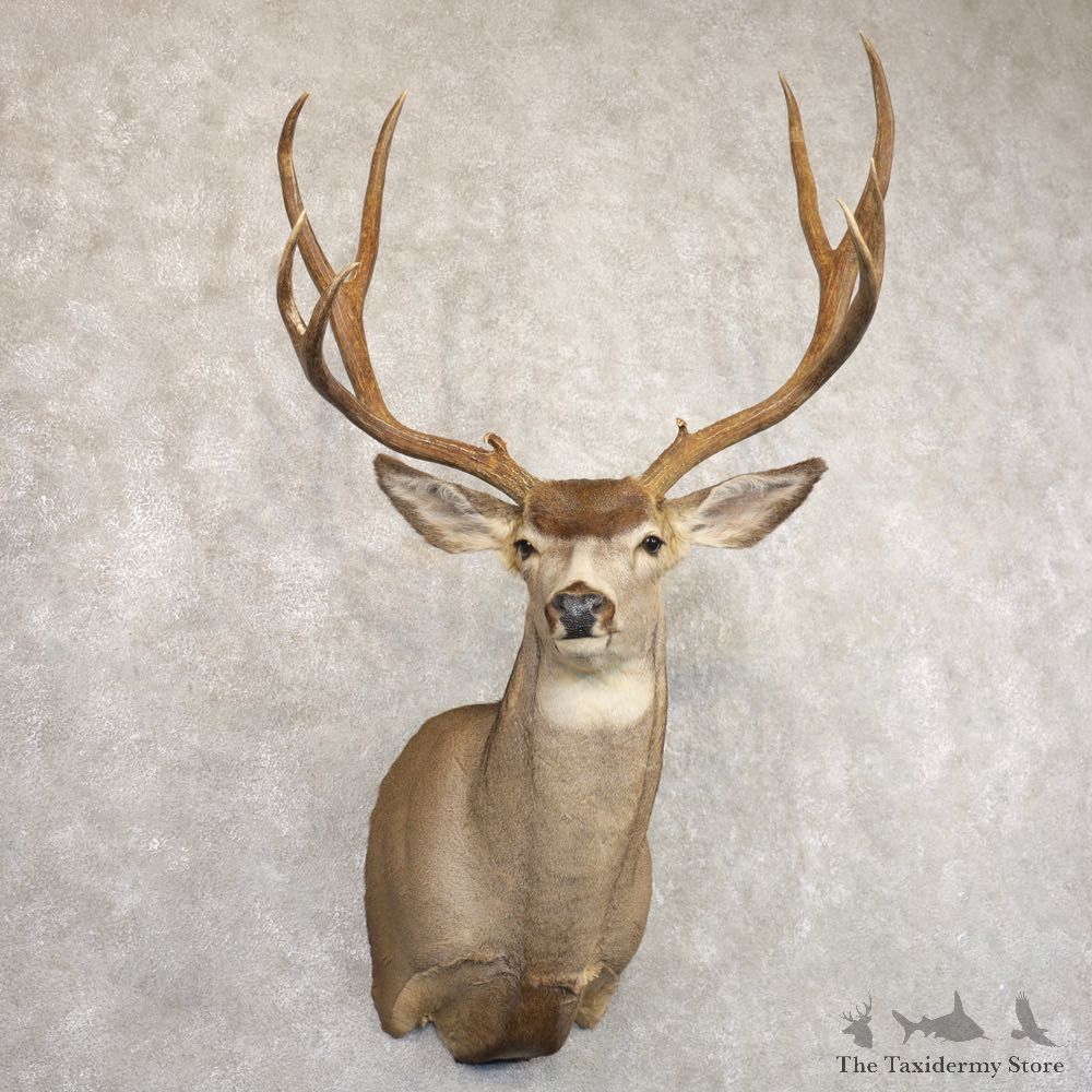 Mule Deer Shoulder Mount For Sale #22169 @ The Taxidermy Store