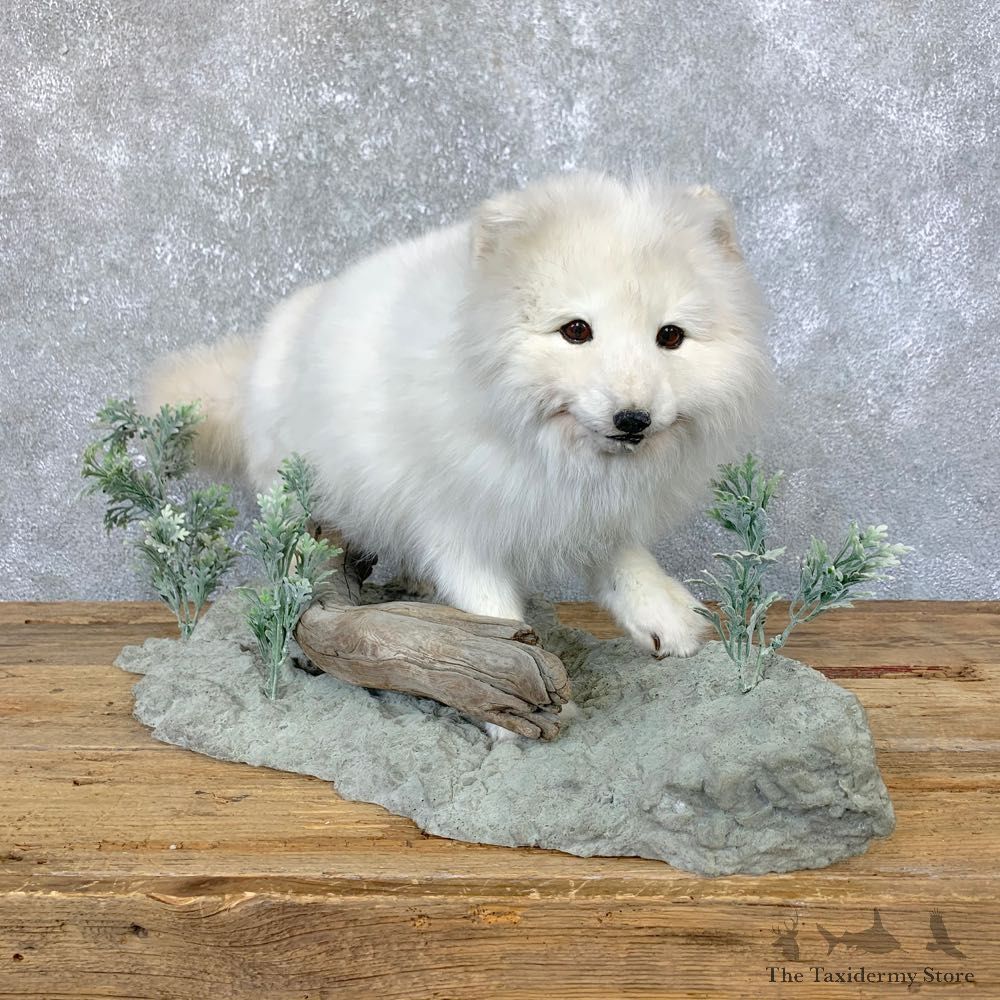 Arctic Fox Taxidermy Life-Size Mount For Sale #23912 @ The Taxidermy Store
