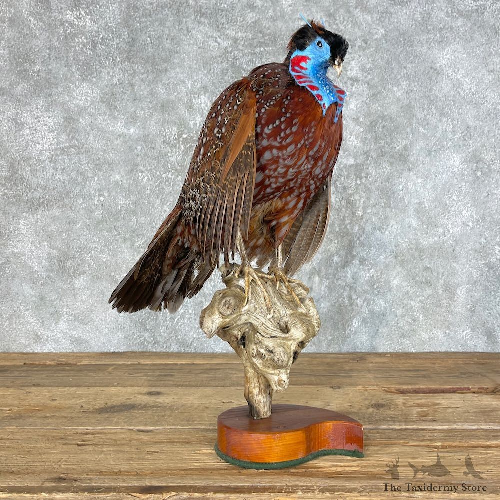 Temminck's Tragopan Pheasant Taxidermy Bird Mount #25455 For Sale @ The Taxidermy Store
