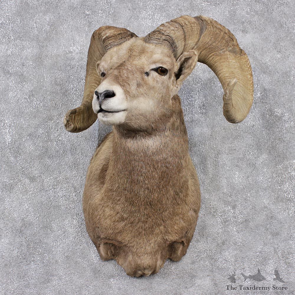 Desert Sheep Shoulder Taxidermy Mount #12512 For Sale @ The Taxidermy Store