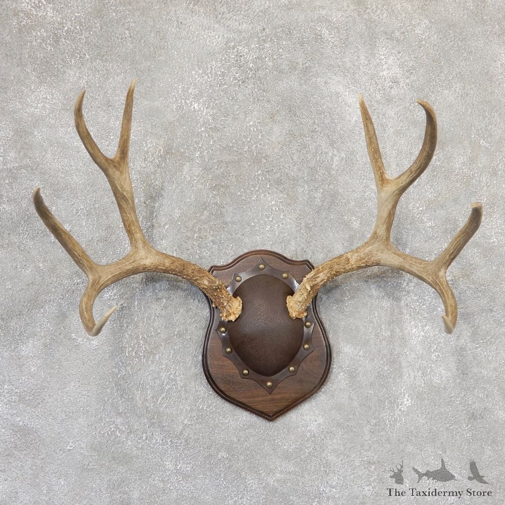 Mule Deer Antler Plaque Mount For Sale #18996 @ The Taxidermy Store