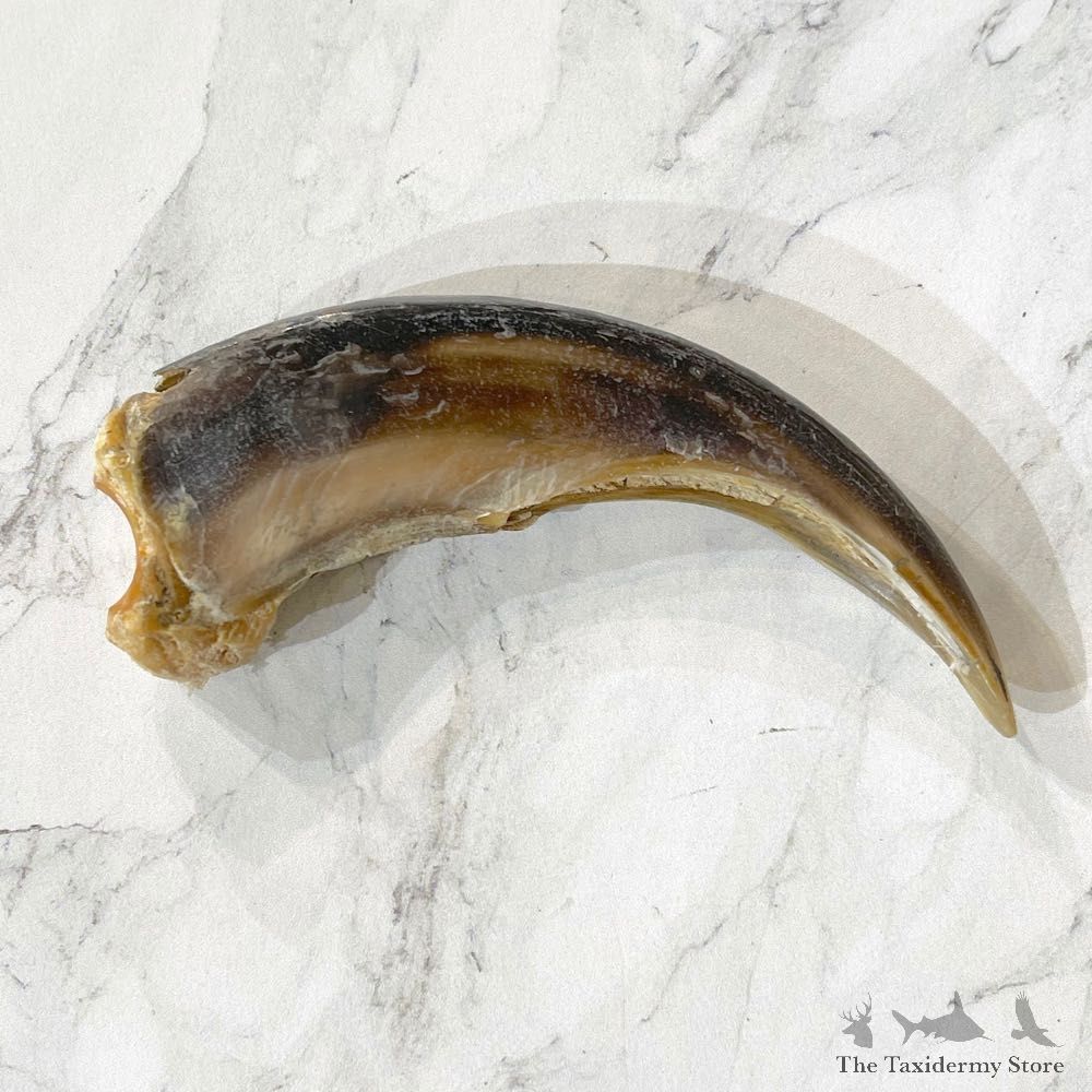 Grizzly Bear Claw For Sale #24892 - The Taxidermy Store