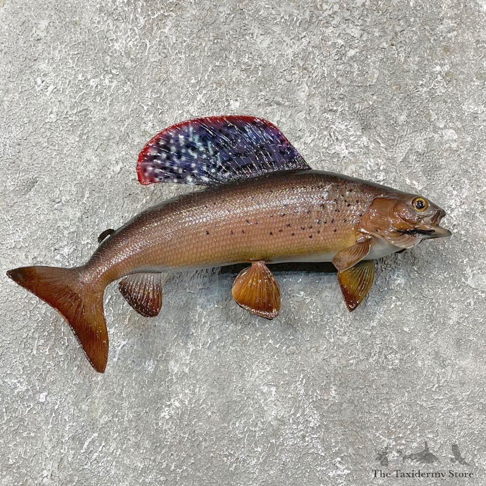 Arctic Grayling Fish Mount For Sale #24391 @ The Taxidermy Store