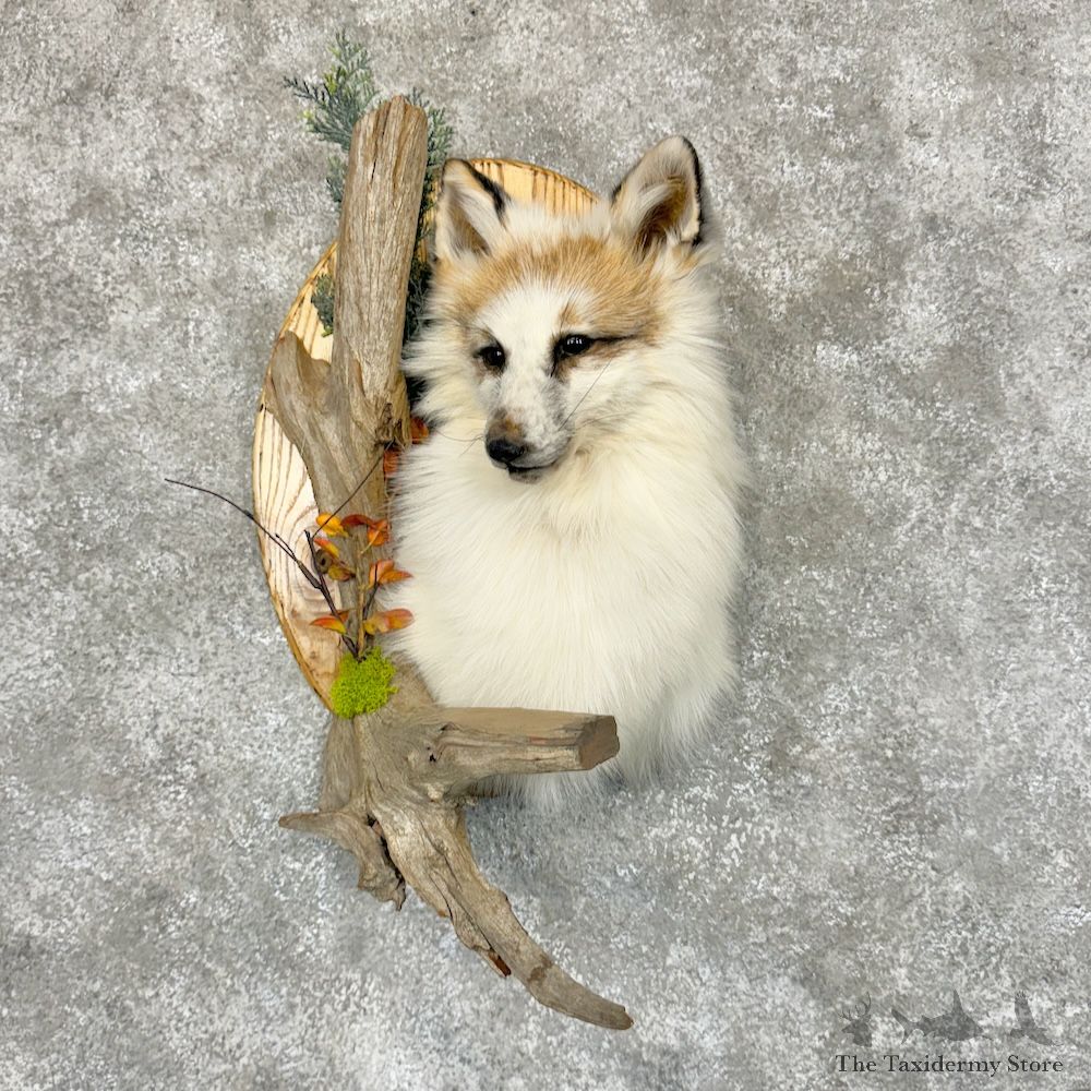 Cross Fox Wall Pedestal Mount For Sale #29274 @ The Taxidermy Store