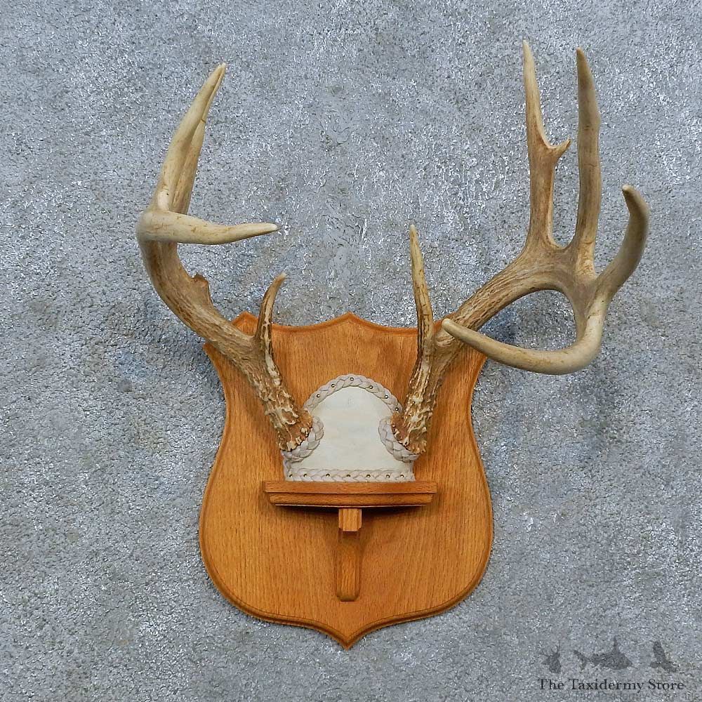 Whitetail Deer Antler Plaque Mount For Sale #15388 @ The Taxidermy Store
