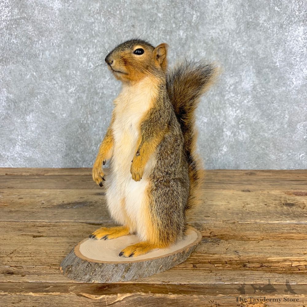 Fox Squirrel Mount For Sale #21674 @ The Taxidermy Store