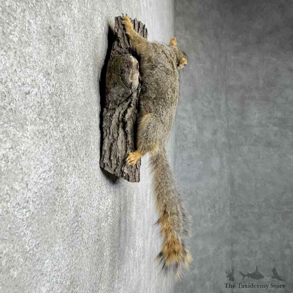 Fox Squirrel Life-Size Mount For Sale #30467 @ The Taxidermy Store
