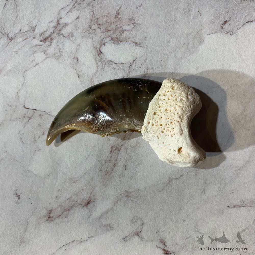 Polar Bear Claw Taxidermy For Sale #20645 @ The Taxidermy Store