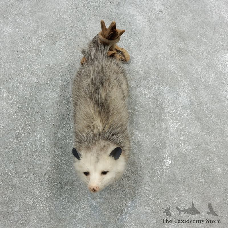 Wall Hanging Opossum Mount For Sale #18110 @ The Taxidermy Store