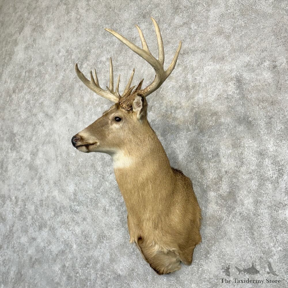 Whitetail Deer Shoulder Mount For Sale #29017 @ The Taxidermy Store