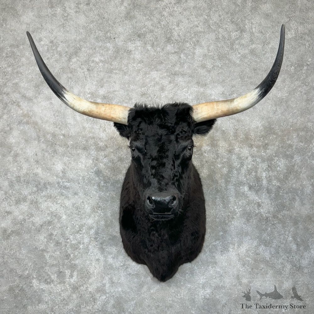 Longhorn Steer Shoulder Mount For Sale #29641 @ The Taxidermy Store