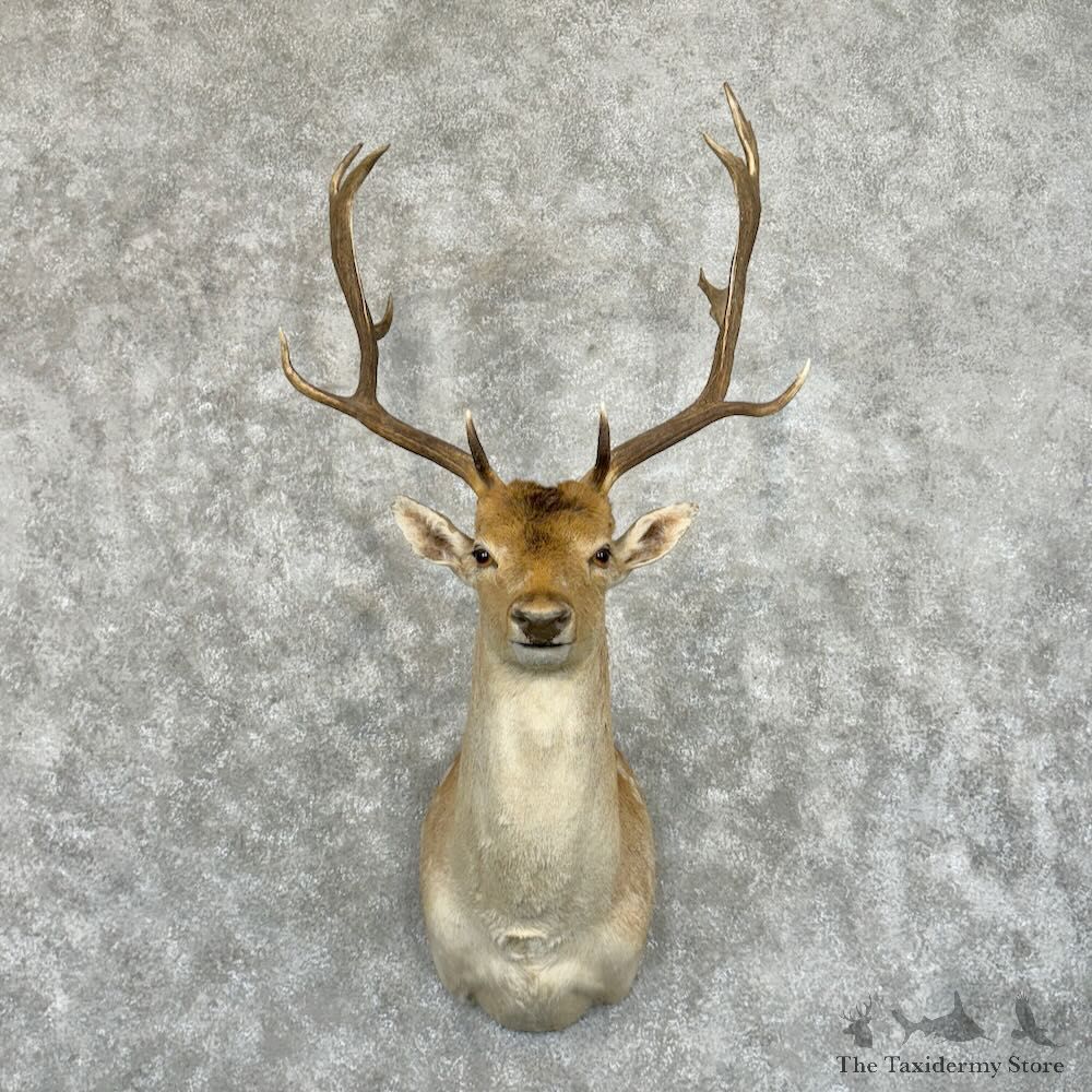Fallow Deer Shoulder Mount For Sale #29040 @ The Taxidermy Store