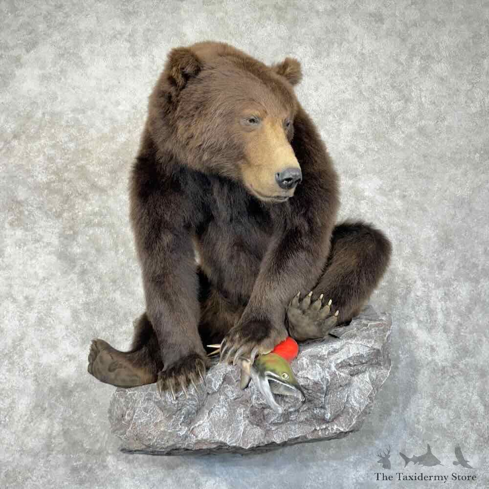 Brown Bear Life-Size Mount For Sale #30482 @ The Taxidermy Store