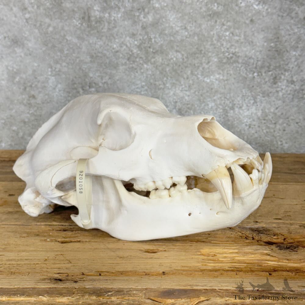 Inland Grizzly Bear Skull Mount For Sale #28940 @ The Taxidermy Store