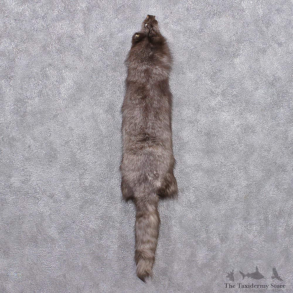 Blue Arctic Fox Taxidermy Hide - Skin - Fur #12441 For Sale @ The Taxidermy Store