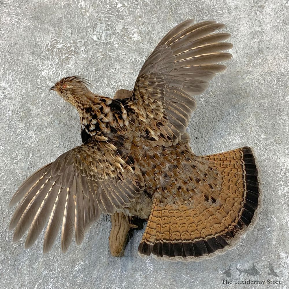 Ruffed Grouse Bird Mount For Sale #23534 @ The Taxidermy Store