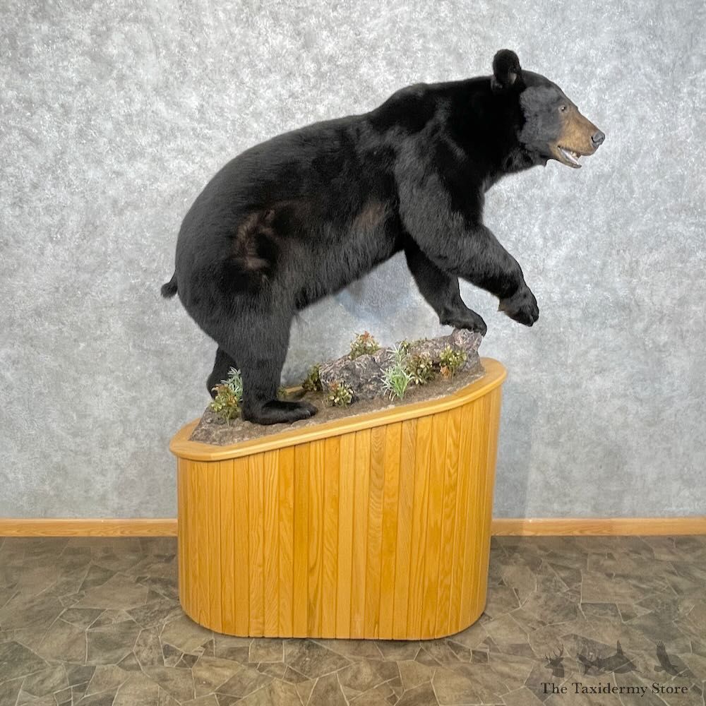 Black Bear Life-Size Mount For Sale #28443 @ The Taxidermy Store