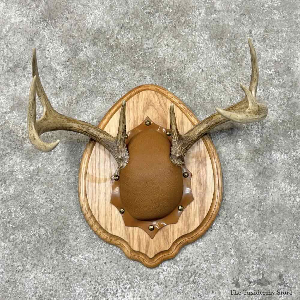 Whitetail Deer Antler Plaque Mount For Sale #30474 @ The Taxidermy Store
