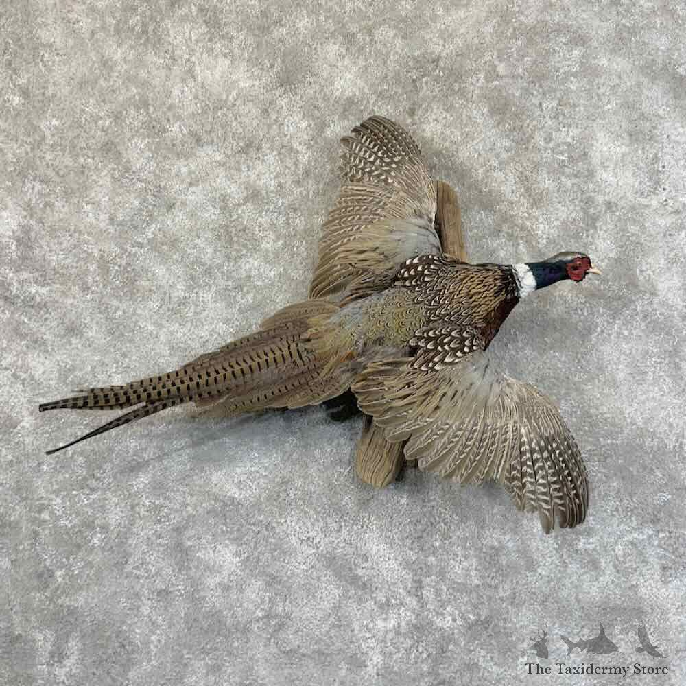 Ringneck Pheasant Bird Mount For Sale #31437 @ The Taxidermy Store